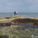 Scientists survey dead coral around Shell Island in Western Australia in this April 2016 photo. Photo Courtesy Chris Cornwall